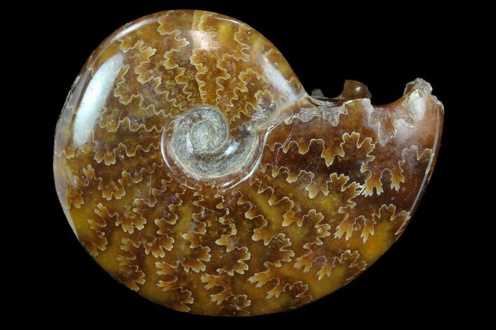 Polished, Agatized Ammonite (Cleoniceras) - Madagascar #117408